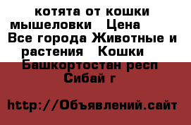 котята от кошки мышеловки › Цена ­ 10 - Все города Животные и растения » Кошки   . Башкортостан респ.,Сибай г.